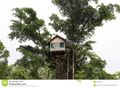 Tree-house-jungle-vanuatu-high-up-59981783.jpg