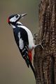 Woodpecker-22328483.jpg
