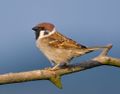 1024px-Tree-Sparrow-2009-16-02.jpg