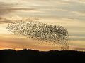 Flock of birds in flight.JPG
