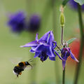 Bee pollinating Aquilegia vulgaris.JPG